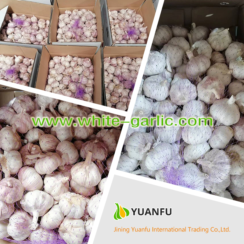 garlic exporters garlic exporters